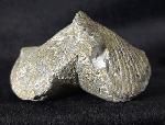 Paraspirifer bownockeri (STEWART 1927) - Bild &copy; FossNet FossilienStore